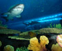 Dubai Aquarium & Underwater Zoo